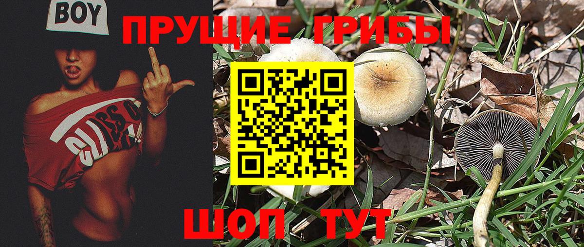 Губкин  Псилоцибиновые грибы прущие грибы  Вход с VPN 